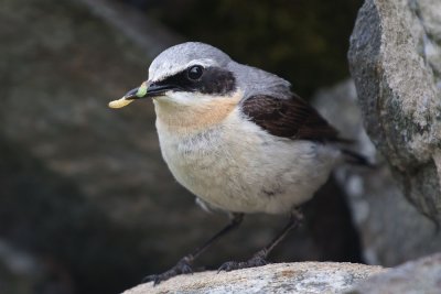 Male Northern Wheatear on Inishbofin Co.Galway