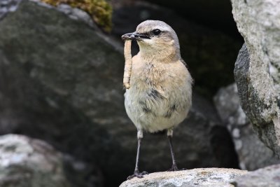 Female Northern Wheatear on Inishbofin Co.Galway