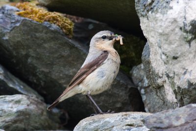 Female Northern Wheatear on Inishbofin Co.Galway