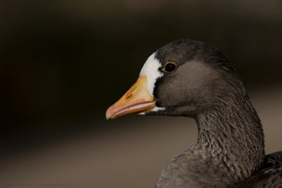 Greenland White Fronted Goose Portrait