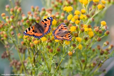 Tortoishell Butterflies on Ragwort