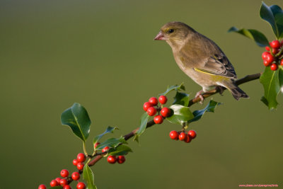 Greenfinch on Holly