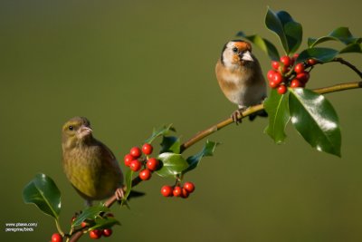 Greenfinch and GoldFinch