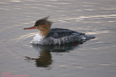 Red Breasted Merganser