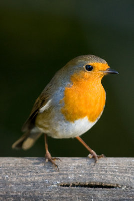 Robin