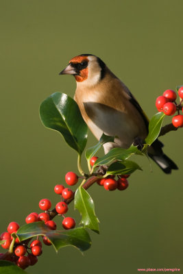 Goldfinch on Holly