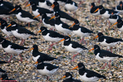 Oystercatchers