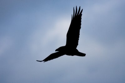 Raven Silhouette