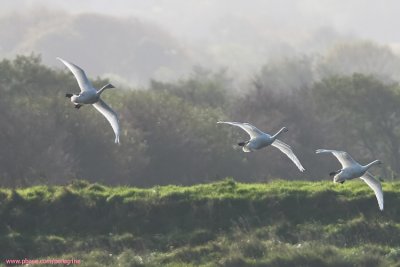 Whooper Swans