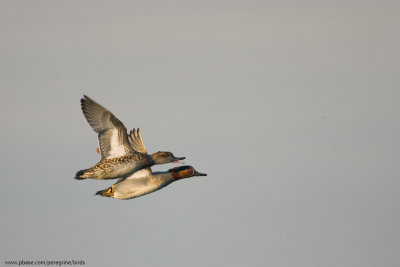 A Pair of Teal