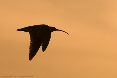 Curlew Silhouette