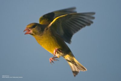 Greenfinch in Flight