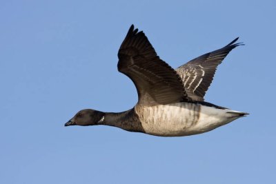 Brent  Goose in Flight
