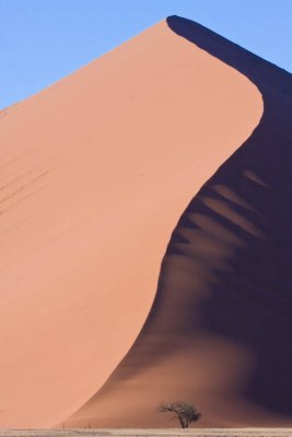 Sossusvlei Dune with Lone Acacia Tree