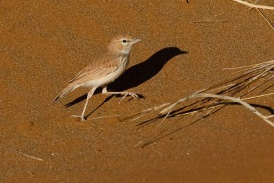 Dune Lark