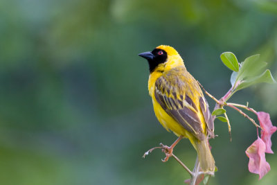  Masked Weaver