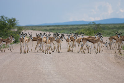 African Roadblock