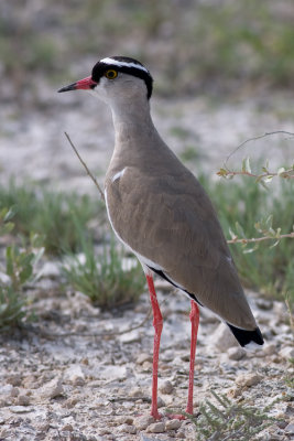 Crowned Lapwing