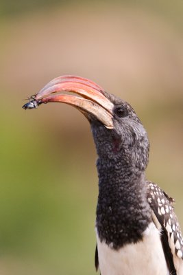 Monteiro's Hornbill