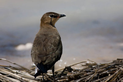 Black Winged Pratincole