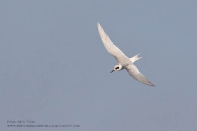 Forster's Tern Sterna Forsteri