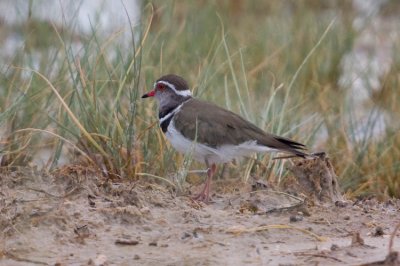 Three Banded Plover