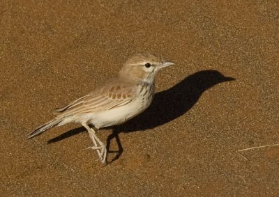 Dune Lark