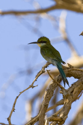 Swallow Tailed Beeater