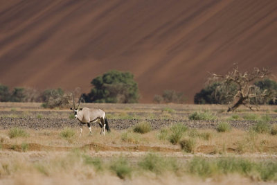 Oryx in Desert Habitat