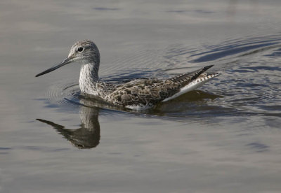 Common Greenshank Tringa Nebularia