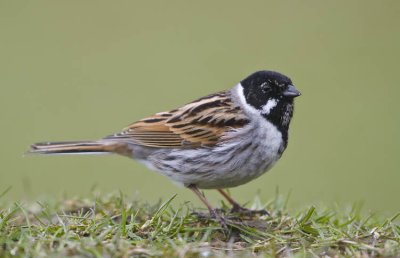 Reed Bunting