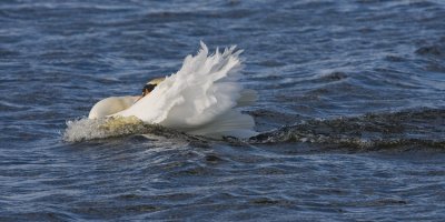 A Mute Swan at Full Steam