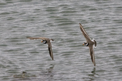 Ringed Plover in Flight