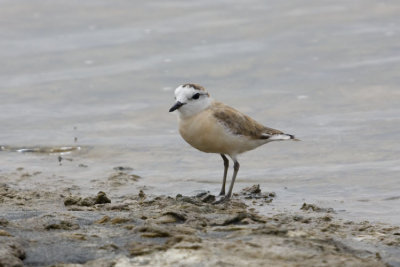 White Fronted Plover