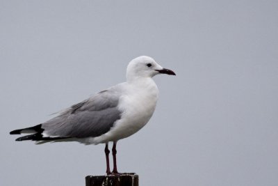 Hartlaubs Gull