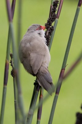 Common Waxbill