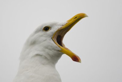 Laridae - Gulls