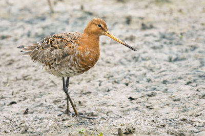 Black Tailed Godwit