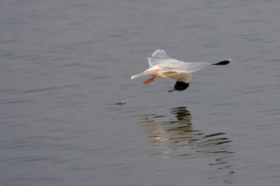 Little Gull 