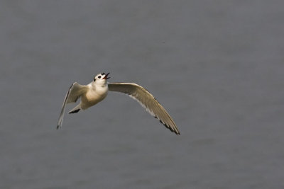 Little Gull and Fly