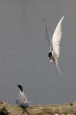 Courting Arctic Tern