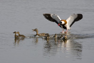  Mallard and Ducklings being Harassed by a Shelduck