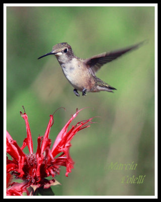 HUMMINGBIRD-6681ab.jpg