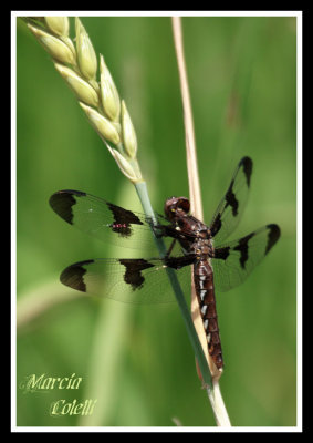  COMMON WHITETAIL DRAGONFLY-5096.jpg