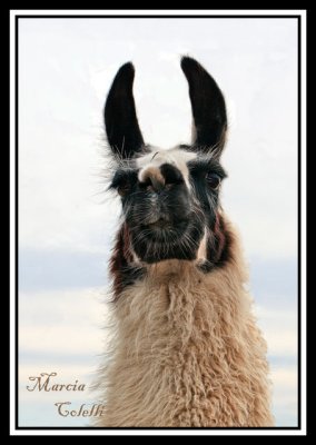 LLAMA_2768-.jpg