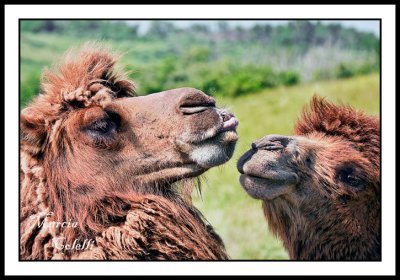 COME ON HAROLD, JUST ONE LITTLE KISS-8934.jpg
