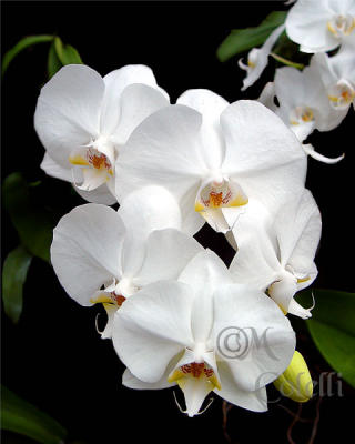  white orchid 4454.jpg