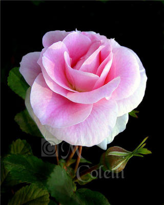 PINK ROSE 1.jpg