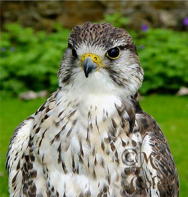 FALCON 1.jpg