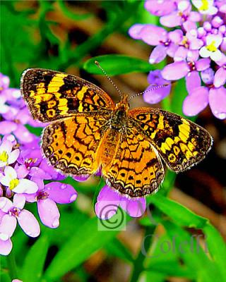 PEARL CRESCENT BUTTERFLY.jpg